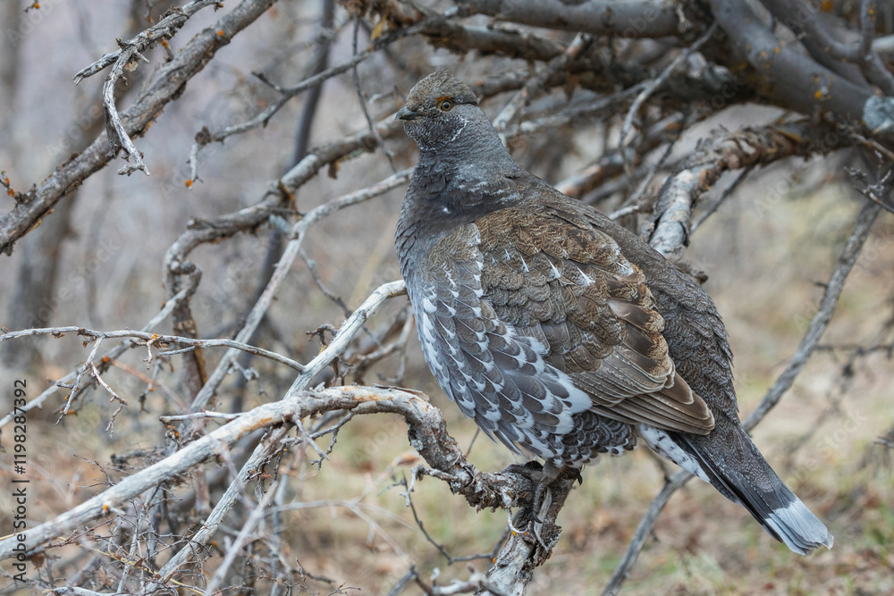 Color stock image of Dusky grouse, camouflage