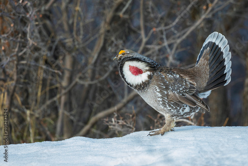 Foto Color stock image of Dusky grouse, courtship display