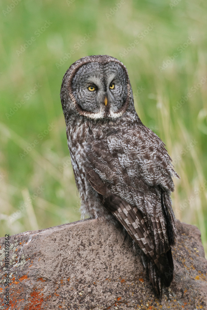 Fototapeta premium USA, Yellowstone, National Park, Wyoming, great gray owl, spring time hunting perch