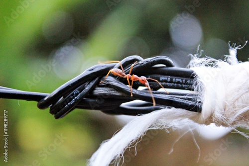 red ants walking on wires in the afternoon photo