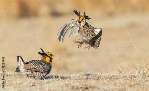 Greater prairie chickens, territorial dispute, eastern Colorado plains, USA