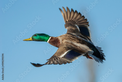 USA, Washington State. Nisqually National Wildlife Refuge, mallard drake flying