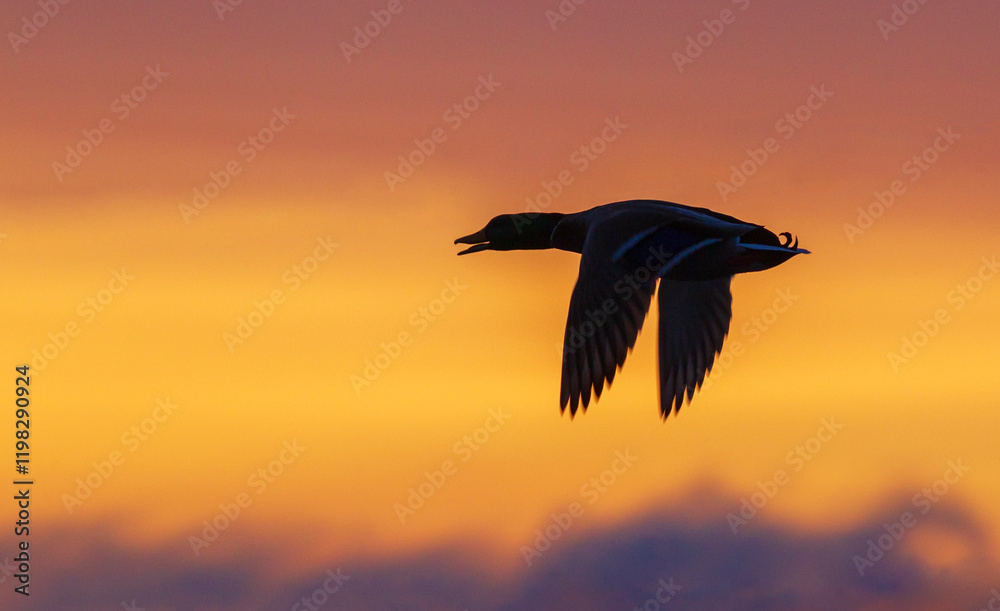 Fototapeta premium USA, Washington State. Nisqually National Wildlife Refuge, mallard drake, sunset flight