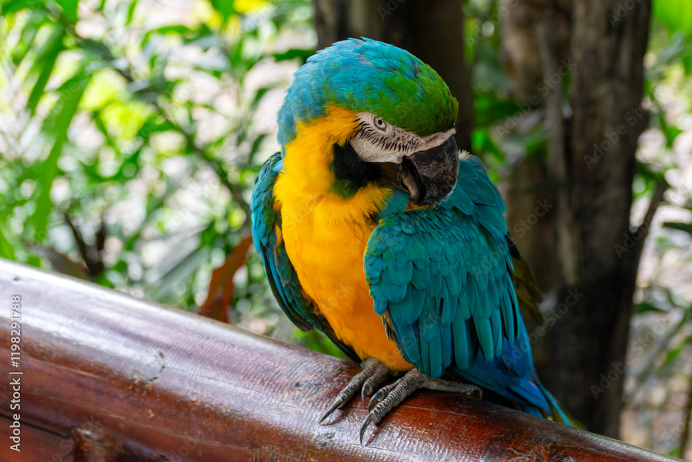 Obraz premium A male macaw parrot sits on a branch.