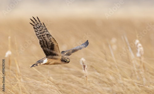 Color stock image of Northern harrier (female)