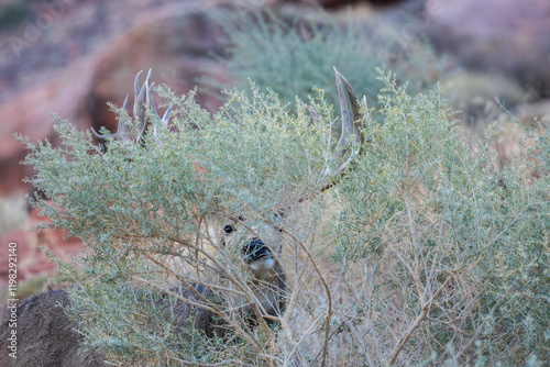 Color stock image of Mule deer buck peeking