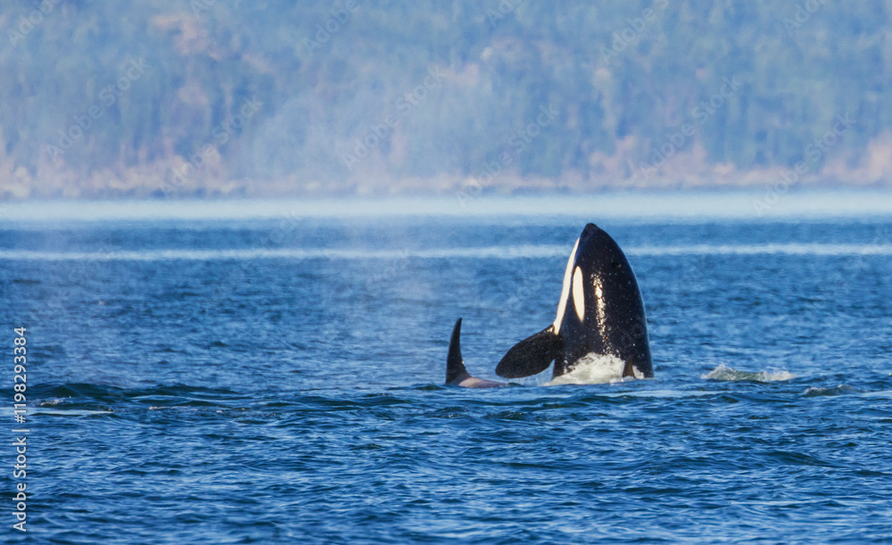 Fototapeta premium Color stock image of Orca spyhopping