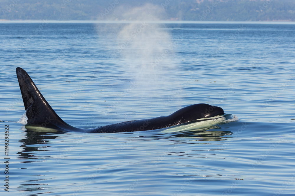 Obraz premium Color stock image of Orca whale surfacing