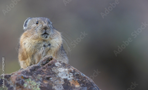 Color stock image of Pika, stare down photo