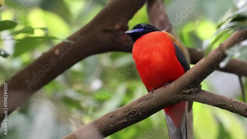 Nature wildlife of Scarlet-rumped trogon (Harpactes duvaucelii) perching on tree branches
