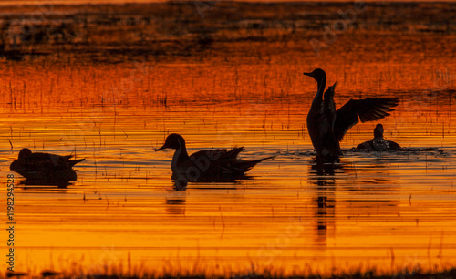 Northern pintail duck, foraging in flooded agriculture field, migration stop,...