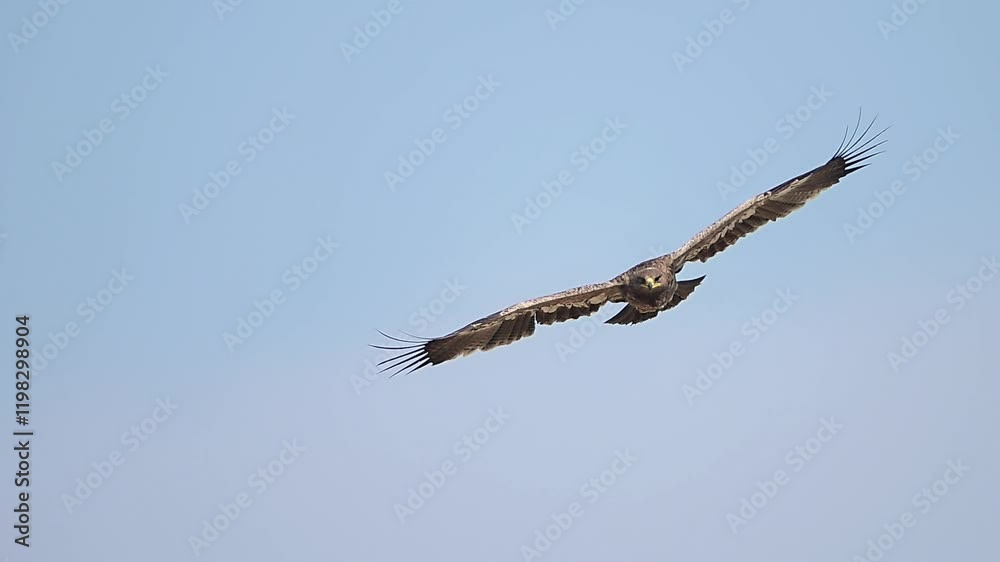 A single, Steppe eagle in flight against a vibrant, clear blue sky. A single, Steppe eagle in flight against a vibrant, clear blue sky.
