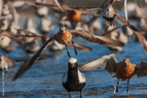 Color stock image of Red knot alighting photo