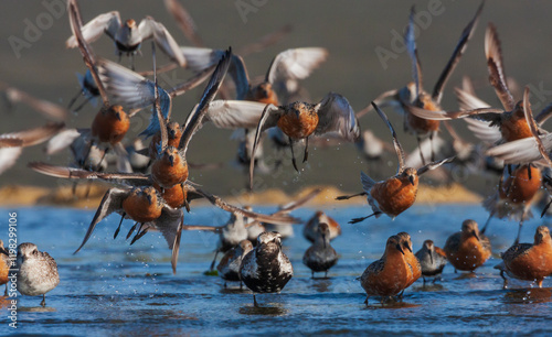 Black-bellied plovers, alighting red knots, dunlin