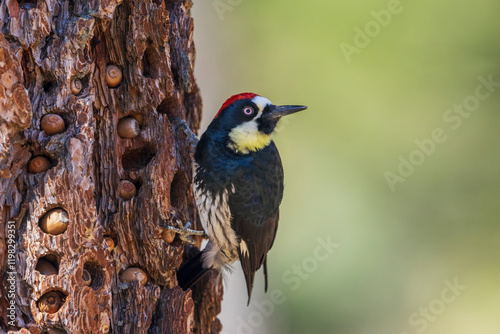 USA, Southern California, Sierra Mountains, acorn woodpecker