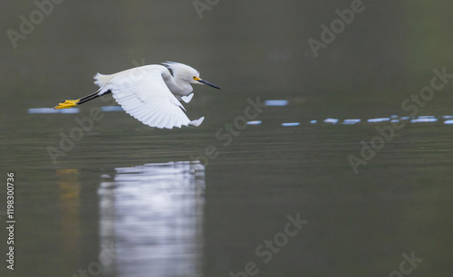 Snowy egret flyby, Southern California, Lake Hodges, USA