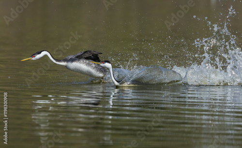 Western grebes rushing display, Southern California, USA photo