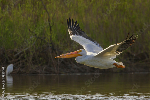 American white pelican flyby, Southern California, USA