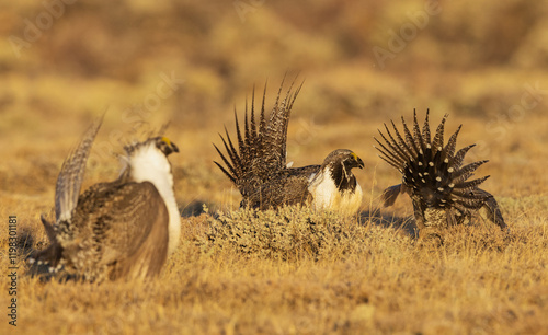 Color stock image of Greater sage grouse altercation photo