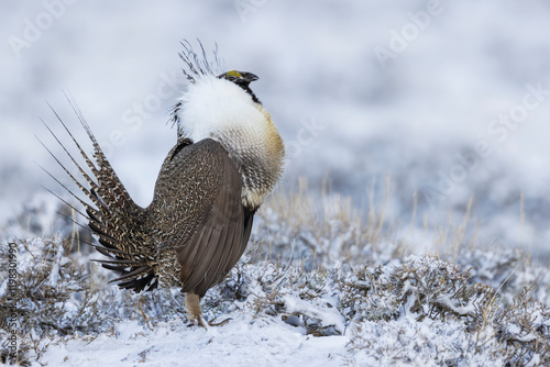 Greater sage grouse, courtship display, Colorado, USA photo