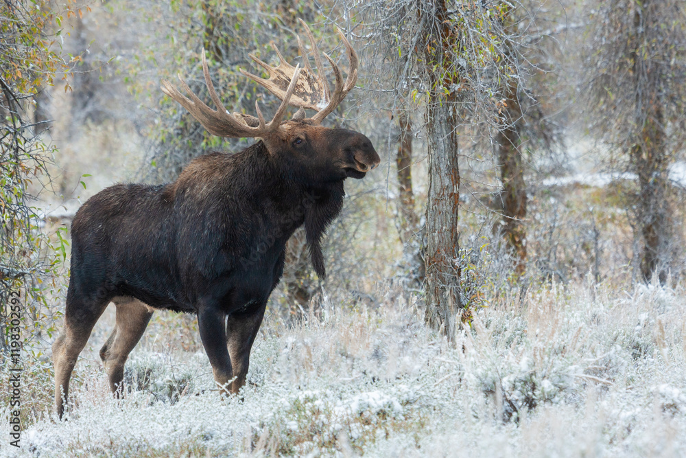 Color stock image of Shiras bull moose