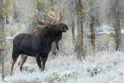 Obraz na płótnie Color stock image of Shiras bull moose w salonie