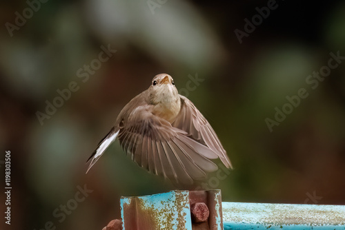 羽ばたき飛び出す、尻尾が可愛いニシオジロビタキ（ヒタキ科）
英名学名：Red-breasted flycatcher (Ficedula parva)
東京都大田区、多摩川台公園 2025年
 photo