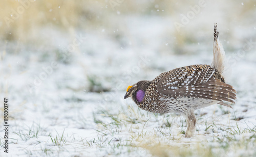 Color stock image of Sharp-tailed grouse, courtship display photo