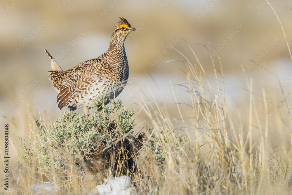 Columbia sharp-tailed grouse lookout, western prairie, Colorado, USA