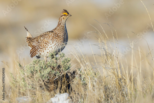Obraz na płótnie Columbia sharp-tailed grouse lookout, western prairie, Colorado, USA w salonie