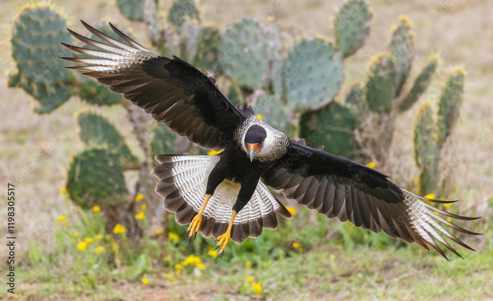 Obraz premium USA, South Texas. Laguna Seca, crested caracara alighting