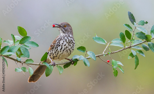 USA, South Texas. Long-billed thrasher with berry photo