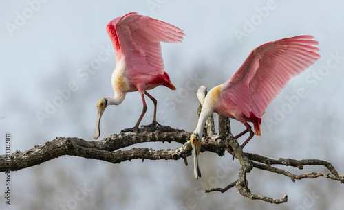 USA, South Texas. Aranas National Wildlife Refuge, roseate spoonbill greeting