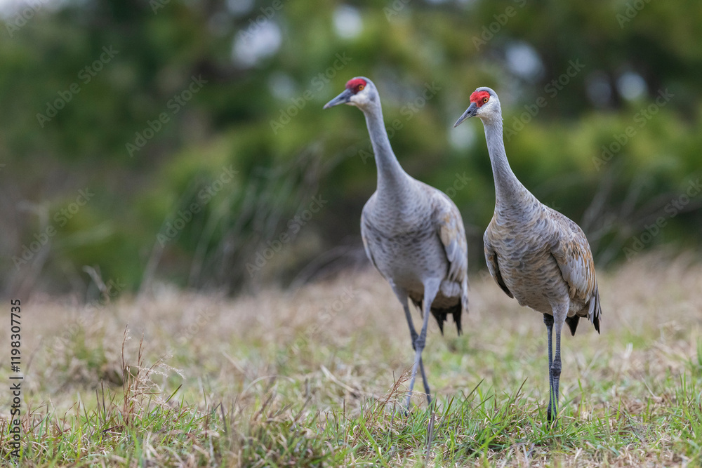 Fototapeta premium USA, South Texas. Aranas National Wildlife Refuge, sandhill cranes pair (lesser)