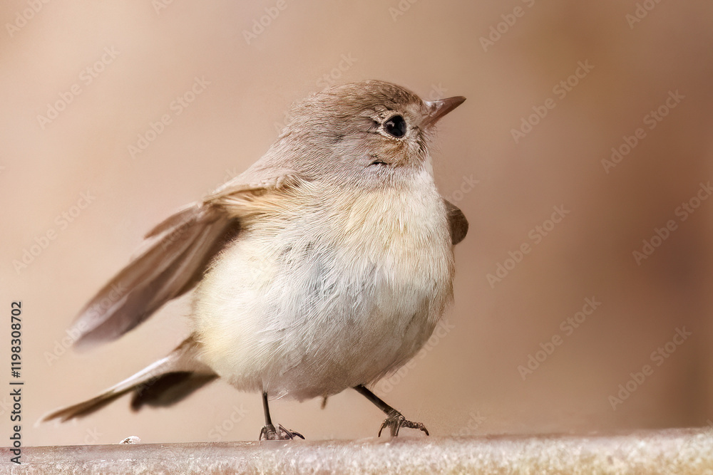 羽ばたき飛び出す、尻尾が可愛いニシオジロビタキ(ヒタキ科)
英名学名:Red-breasted flycatcher (Ficedula parva)
東京都大田区、多摩川台公園 2025年
羽ばたき飛び出す、尻尾が可愛いニシオジロビタキ(ヒタキ科)
英名学名:Red-breasted flycatcher (Ficedula parva)
東京都大田区、多摩川台公園 2025年