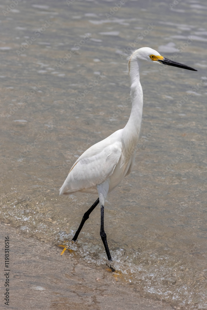 Obraz premium Snowy egret