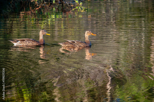 Male and female Mottled Ducks photo