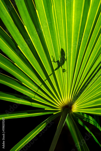 Obraz na plátně Lizard's shadow on saw palmetto frond