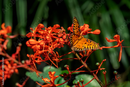 Gulf Fritillary on a Japanese Glorybower photo