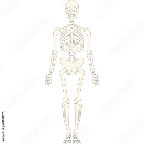 anatomy human bone and muscles