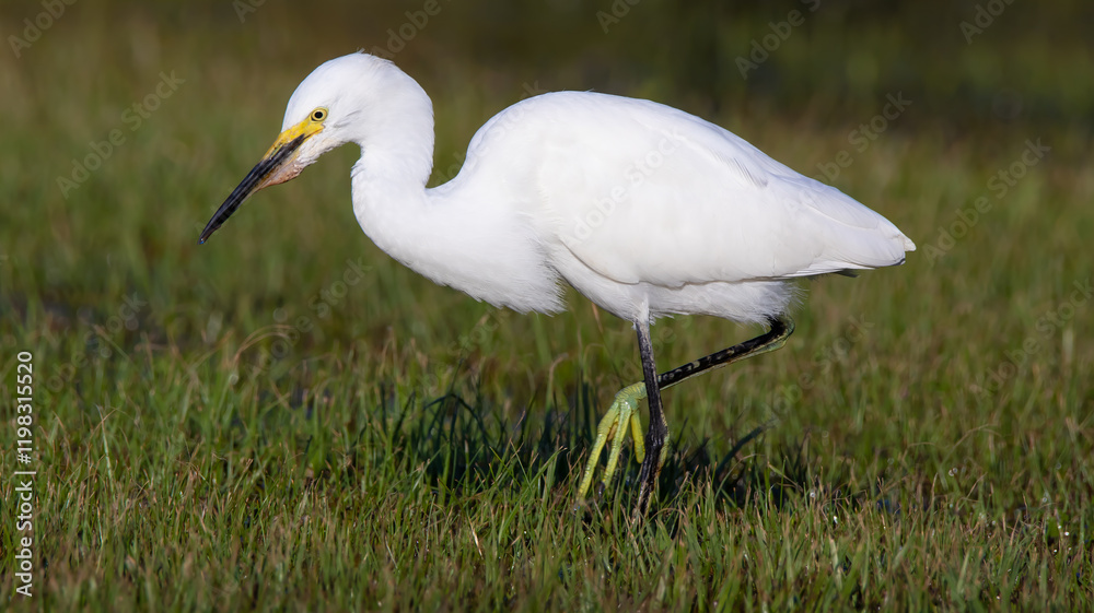 Snowy White Egret in Grass Foraging Florida Wading Birds Close Up Beak Feathers Yellow Feet Beautiful Summer Snowy White Egret in Grass Foraging Florida Wading Birds Close Up Beak Feathers Yellow Feet Beautiful Summer