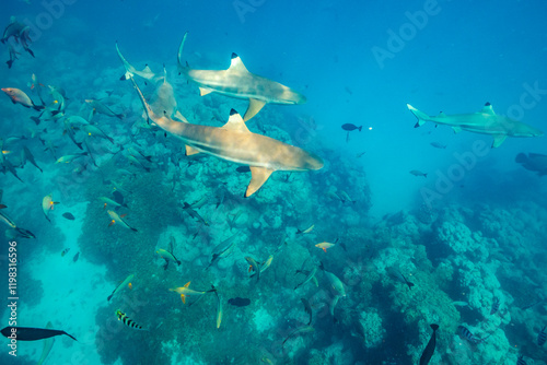 French Polynesia, Rangiroa Atoll. The Aquarium, Scissortail sergeants and blacktip reef sharks underwater. photo