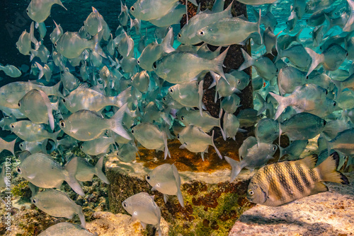 French Polynesia, Tikehau Atoll. School of fish underwater. photo