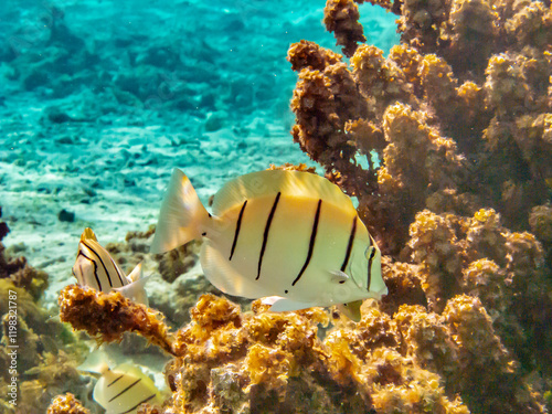 French Polynesia, Tikehau Atoll. Convict tang fish and coral underwater. photo