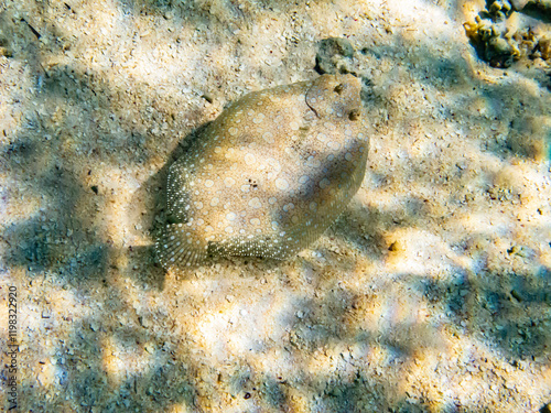 French Polynesia, Tikehau Atoll. Flowery flounder swimming. photo