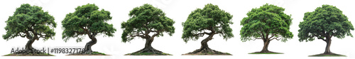 Six lush green trees isolated nature botany ecology images on transparent background