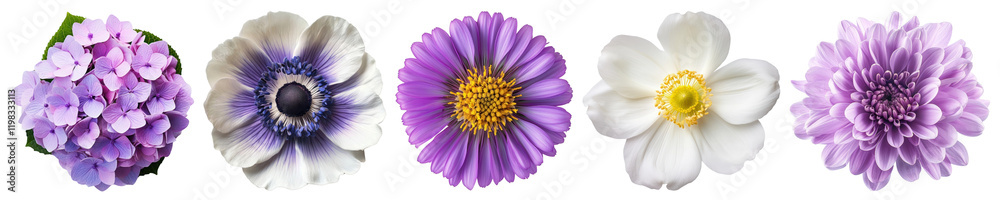 Obraz premium PNG Vibrant floral diversity captured beautifully, isolated element set, transparent background