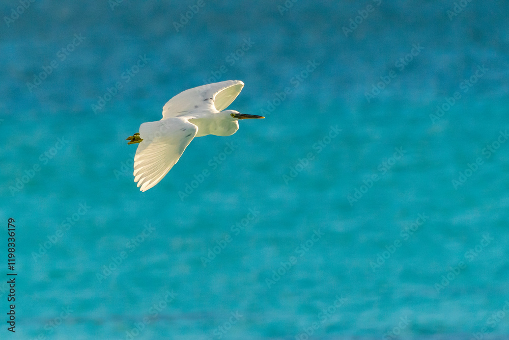 Obraz premium French Polynesia, Tikehau Atoll. Reef heron in flight.