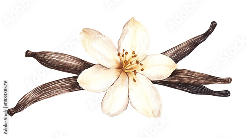 Wallpaper Mural watercolor illustration of one single vanilla orchid flower and stick pods on white background	
 Torontodigital.ca