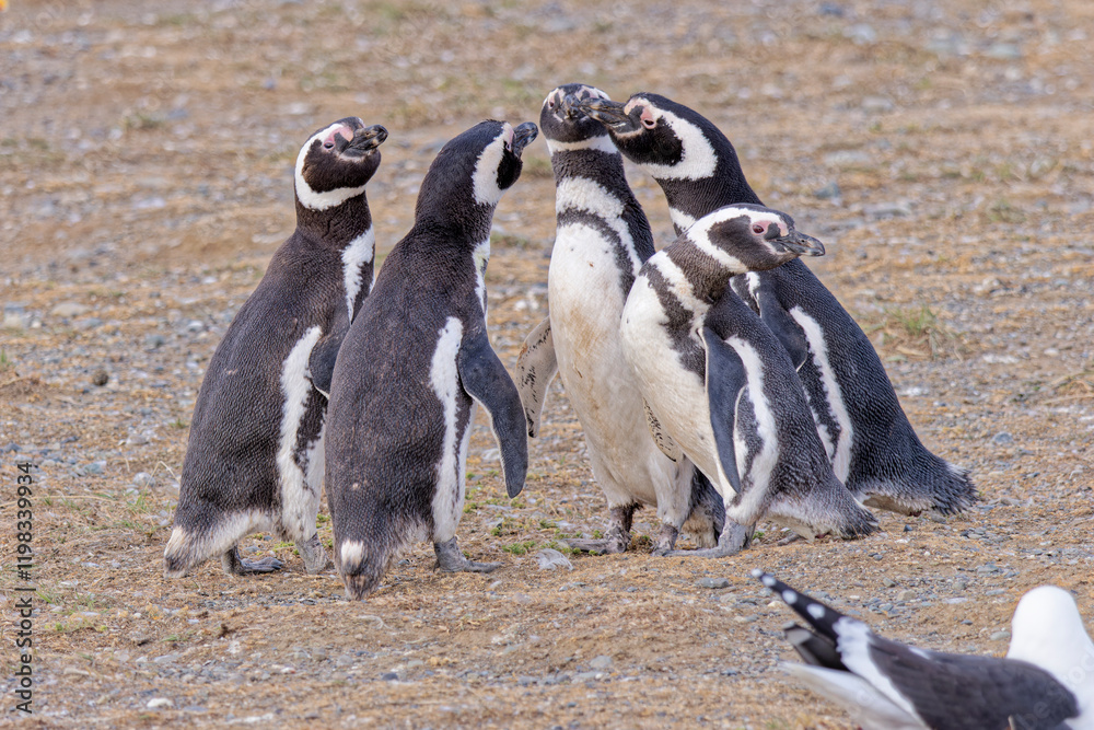 Fototapeta premium Chile, Los Pinguinos Natural Monument, Magdalena Island. Group of Magellanic penguins.